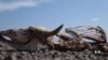 UN Member States Focus on Environmental Crisis at Nairobi Meeting