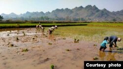 ကရင်နီ၊ ကယားပြည်နယ် ဒီးမေ့ာဆိုမြို့နယ်တာအနောက်ပိုင်း ချောင်းမြောင်းတွေနဲ့နီးတဲ့တောင်ခြေတဝိုက် စစ်ဘေးရှောင်တွေနဲ့ ဒေသခံတွေရဲ့စိုက်ခင်းများ။ (မတ်လ ၃၁၊ ၂၀၂၃/ ဓာတ်ပုံ ဇော်မင်းထိုက်-ကျေးလက်မြေ)