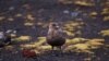 Bird Flu Detected in Antarctica Region for First Time 