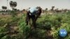 Climate-Caused Conflicts Flare Among Chad's Fulani People