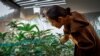 Thai PM's Call to Regulate Weed Worries Some Cannabis Advocates 