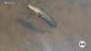 Snakehead fish: The invasive species disaster that wasn’t