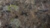 Brazil Amazon Deforestation Drops 34% in Lula’s First 6 Months 