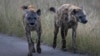Abahlala Duzane leHwange National Park Bathi Ziphelile Lonyaka Izifuyo Ezidliwe Zimpisi, Izilwane Lezinye Inyamazana Zendle