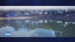 ኣራንሺ፡ ዓሳን ንህቢን? -- ራህዋ ተራኽቦም