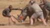Seekor badak dibius sebelum sebuah lubang dibor ke culanya dan isotop dimasukkan dengan hati-hati, di sebuah pusat perawatan badak di provinsi Limpopo, Afrika Selatan, 25 Juni 2024.