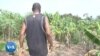 Côte d’Ivoire : Transformer les déchets agricoles en énergie et biofertilisants