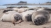 Studi Ungkap Gajah Laut Sanggup Hanya Tidur 2 Jam Sehari 