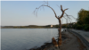 Исушено дрво во водите на Дојранското Езеро, Северна Македонија