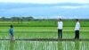 Presiden Joko Widodo, meninjau simulasi penggunaan drone dalam proses pemupukan di sawah seluas 40.000 hektare di Desa Telaga Sari, Distrik Kurik, Kabupaten Merauke, Provinsi Papua Selatan, Selasa, 23 Juli 2024.(Pers Sekretariat Presiden)