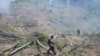 Polisi Bakar Ladang Ganja Seluas 11 Hektare di Aceh