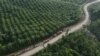 ILUSTRASI - Deretan truk terlihat di dekat perkebunan kelapa sawit di sebuah desa yang terletak dekat Ibu Kota Nasional Nusantara, di Sepaku, Kalimantan Timur, , 8 Maret 2023. (REUTERS/Willy Kurniawan)