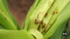 Malawi Testing Genetically Modified Maize to Fight Hunger, Agricultural Pests