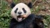 China Kirim 2 Panda ke Kebun Binatang Madrid