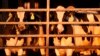 US pledges $200 million to help track, contain bird flu on dairy farms 