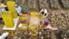 Taiwanese Farmers Adapt as Cross-Strait Tensions Grow  