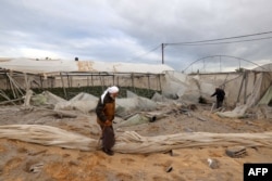 Petani Palestina memeriksa lahan pertanian rumah kaca setelah terkena serangan udara Israel, di kota Rafah, Jalur Gaza selatan, 11 Januari 2024.