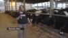 Israeli Reservist Protest Movement Jumps In to Run Farms During Wartime 