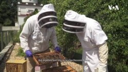 Pollinators