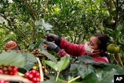 Seorang pekerja perempuan memetik biji-biji kopi saat panen di sebuah perkebunan di Desa Ulian, Bali. (Foto: AP)