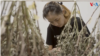 Thailand weed thumnail