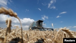 Panen gandum di ladang dekat desa Hrebeni di wilayah Kyiv, Ukraina, 17 Juli 2020. (REUTERS/Valentyn Ogirenko)