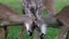 Florida's iconic Key deer face uncertain future as seas rise