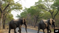 Zimbabwe Elephants