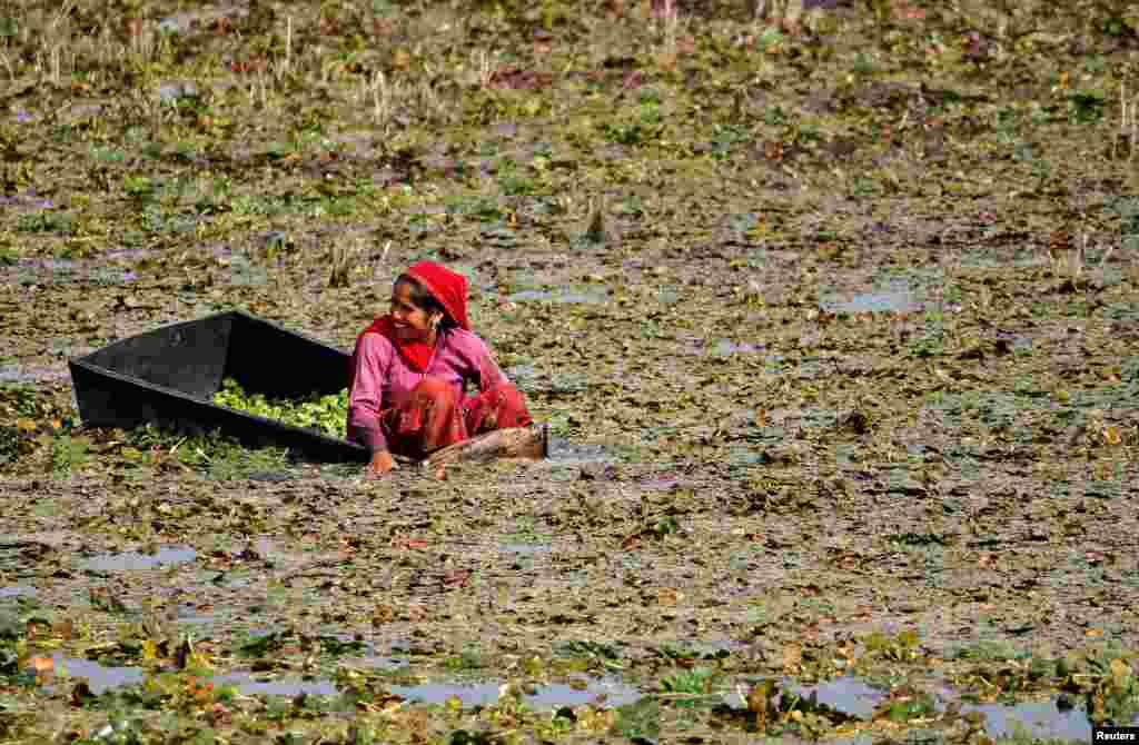A woman collects water chestnuts locally known as "singada" from a pond in Masuda town in the desert state of Rajasthan, India.