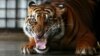 Harimau Sumatera Terkam Pekerja di Perkebunan Kelapa Sawit