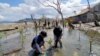 Warga desa Lompio, Kecamatan Sirenja, Donggala Sulawesi Tengah melakukan penanaman bibit bakau di pesisir pantai, Minggu (23/8). Pohon bakau diharapkan dapat memecah gelombang ombak saat desa itu mengalami banjir rob. (Foto: David Lamanyuki/Penabulu Palu)