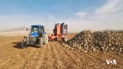 Cotkarên Enqereyî Gazincan Dikin ku Rewşa Wan Xirab E