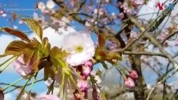 کھلتے پھول جنگلی حیات کے لیے خطرہ؟ 