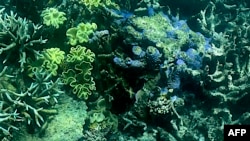 Terumbu karang Great Barrier Reef di negara bagian Queensland, Australia (foto: dok). 