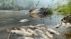 Sejumlah ikan di Sungai Klamath, yang terletak di utara California, ditemukan mati pada 6 Agustus 2022. Kebakaran hutan McKinney disinyalir menjadi penyebab kematian dari ikan-ikan tersebut. (Foto: Karuk Tribe Department of Natural Resources via AP)