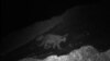 A snow leopard is seen in the Thajwas area of Baltal in Indian administered Kashmir. (Courtesy Nature Conservation Foundation)