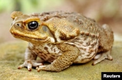 FILE - A cane toad sits still on a rock at Taronga Zoo in Sydney, Australia, March 8, 2002.