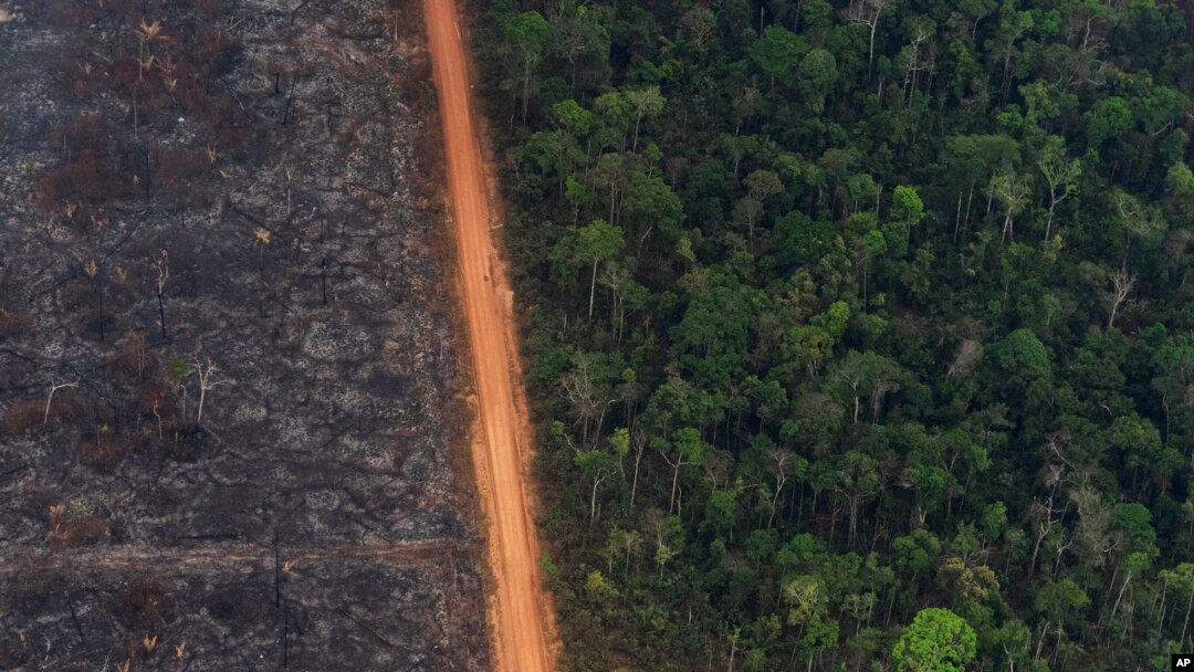 A lush forest sits next to a field of charred trees in Vila Nova Samuel, Brazil, Aug. 27, 2019.