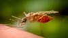 Seekor nyamuk Anopheles funestus betina yang sedang makan. Spesies ini dikenal sebagai vektor penyakit parasit malaria. (James Gathany/CDC melalui AP)
