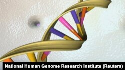 CRISPR has the power to revolutionize gene editing with spectacular achievements in 2015 including the potential to stop malaria in its tracks.