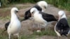 Wisdom, a Laysan albatross, stands at center over her recently laid egg with other seabirds around the ground nest on Midway Atoll National Wildlife Refuge in Honolulu, Nov. 27, 2024.