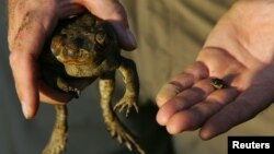 Graeme Sawyer, founder of the Northern Territory group known as Frog Watch, holds a cane toad (L) and a native frog at a billabong located 120 km (75 miles) south of Darwin, Australia, May 11, 2005.