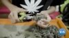 Who Will Win in Thailand’s Weed Wonderland?