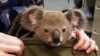 Para Pelestari Lingkungan Khawatir Ratusan Koala Mati dalam Kebakaran Hutan