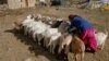 Pashmina Goats 