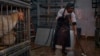Live poultry markets ordered shut in New York because of avian flu outbreak