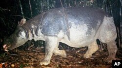 Badak Jawa, yang jumlahnya tinggal 51 di Ujung Kulon pada 2012. (Foto: Dok)