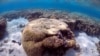 FILE - A large piece of coral can be seen in the lagoon on Lady Elliot Island, on the Great Barrier Reef, northeast from Bundaberg town in Queensland, Australia, June 9, 2015. 