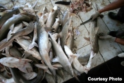 Cutting shark fin