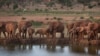 Kenyan Communities Embrace Alternative Crops to Ease Human-Wildlife Conflict